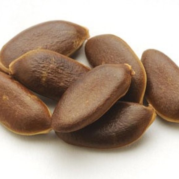 SEEDS - American Persimmon